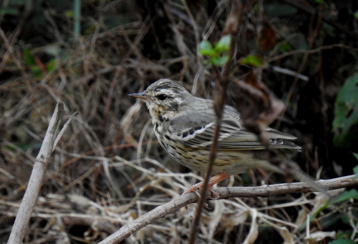 Olive-backed Pipit - ML317393611