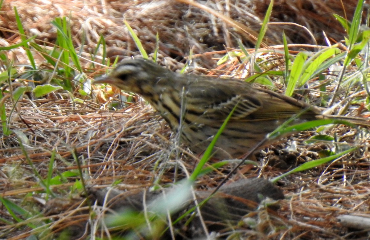 Olive-backed Pipit - ML317393621