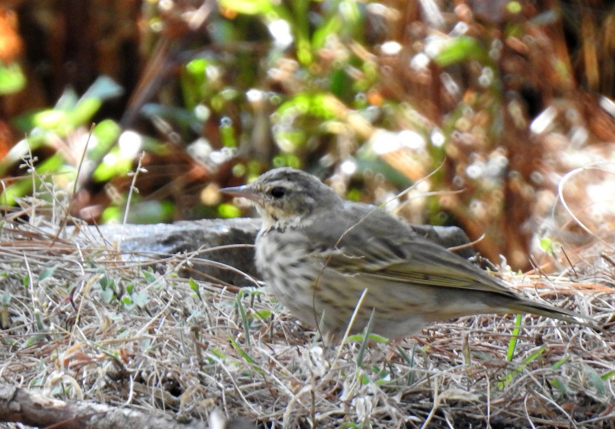 Olive-backed Pipit - ML317393641