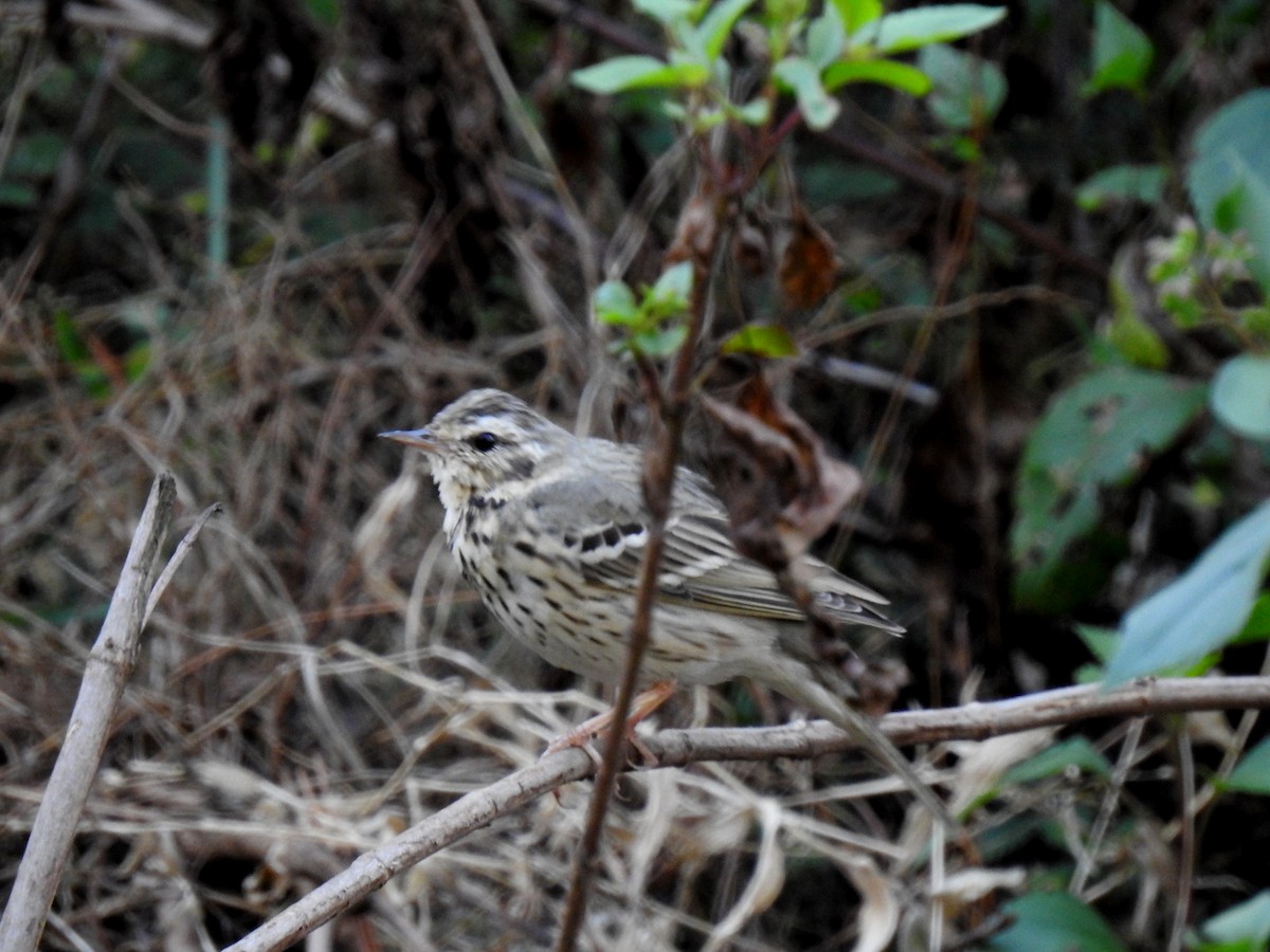 Olive-backed Pipit - ML317393651