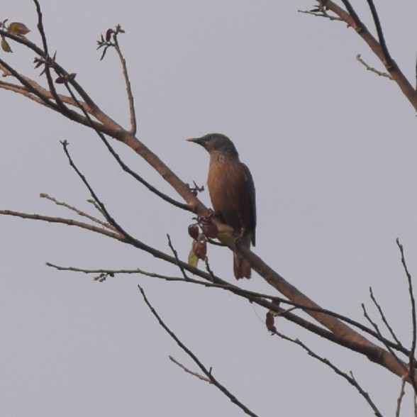 Chestnut-tailed Starling - ML317402611