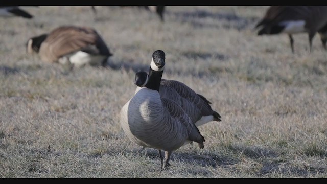 Cackling Goose (Richardson's) - ML317406461