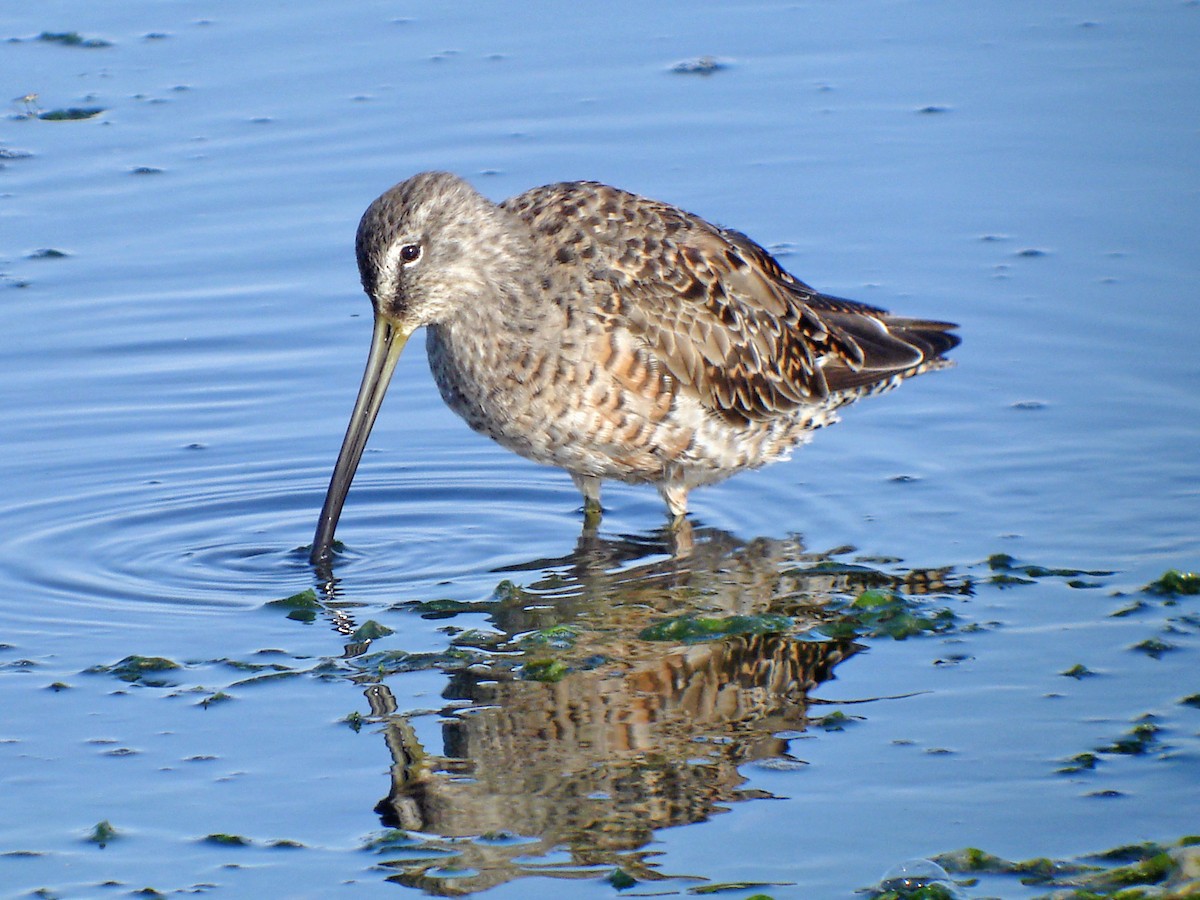 Long-billed Dowitcher - ML317407781