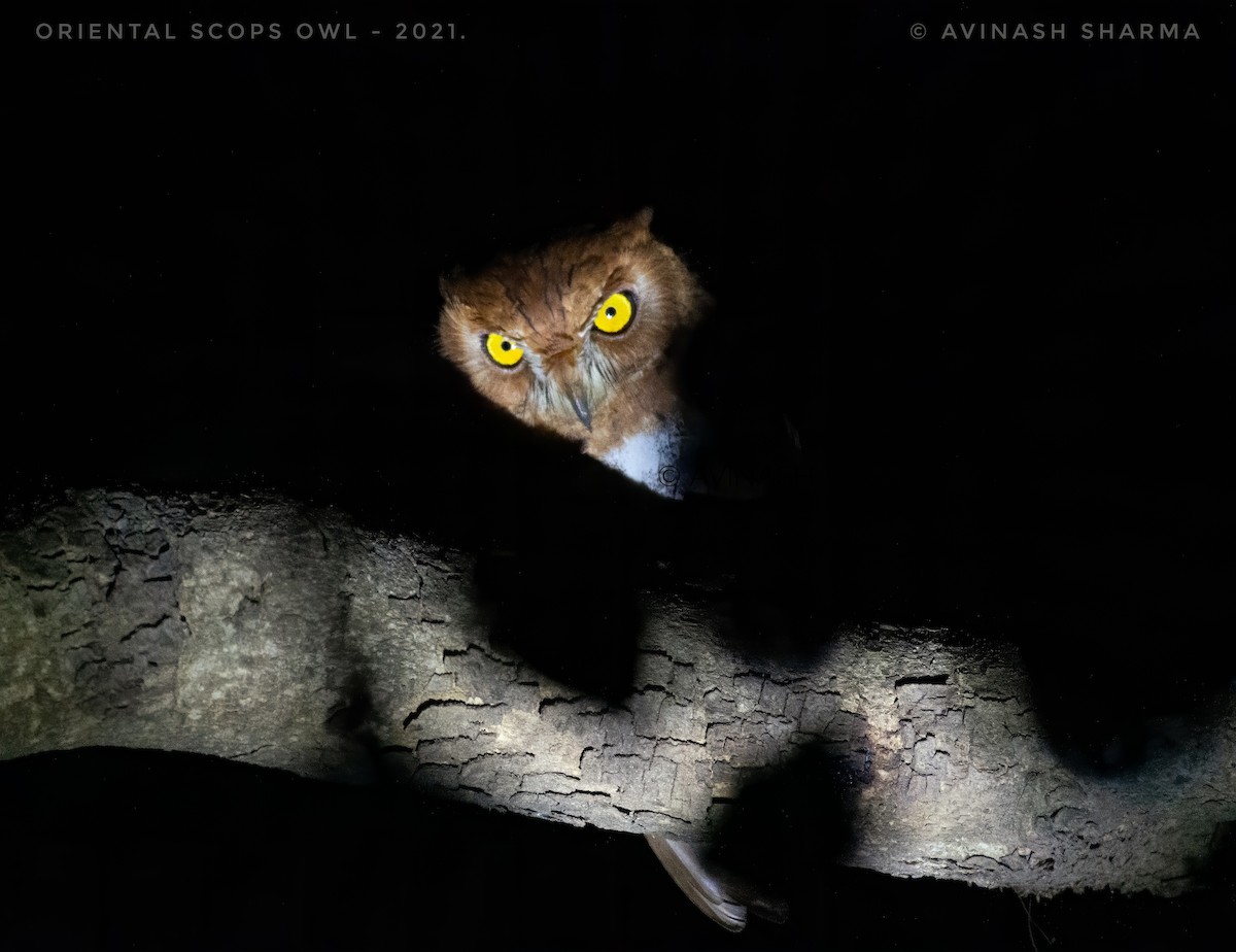 Oriental Scops-Owl - ML317412331