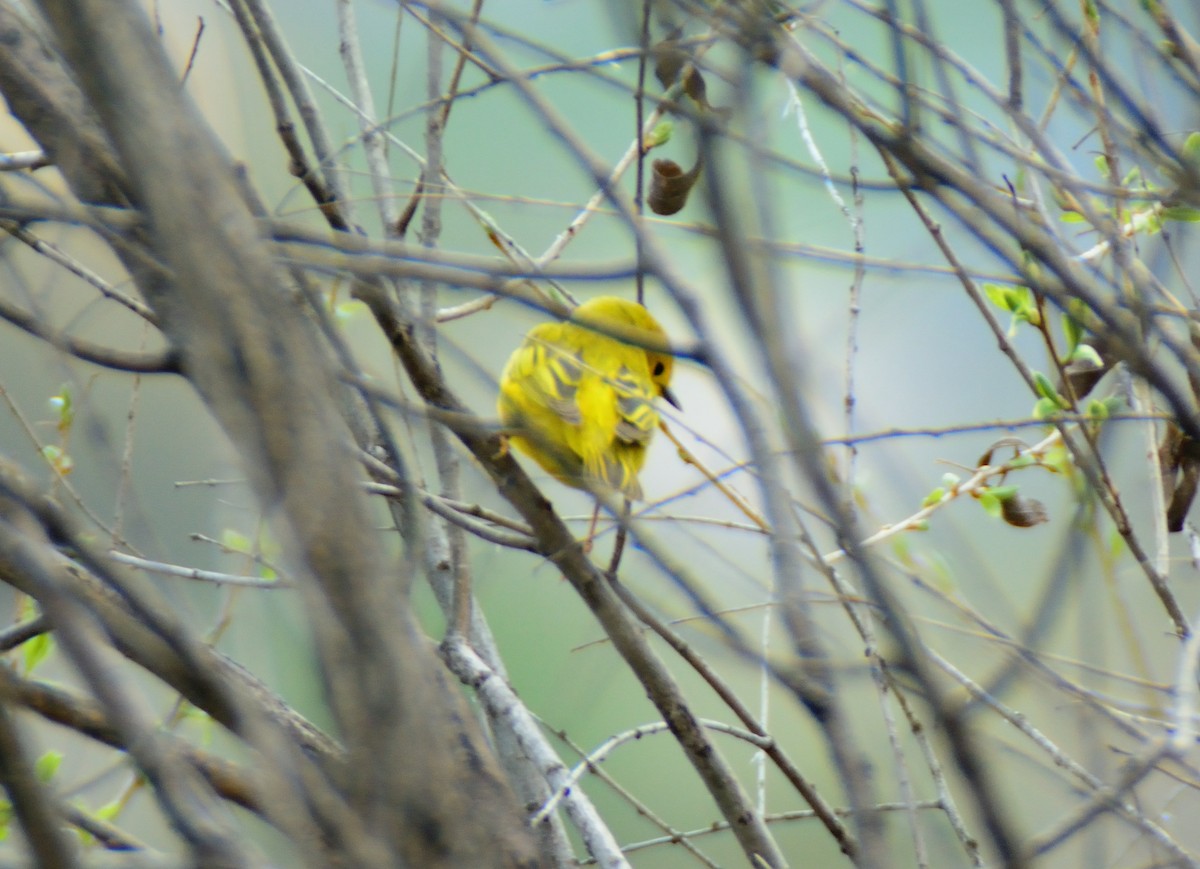 Yellow Warbler - ML31741781