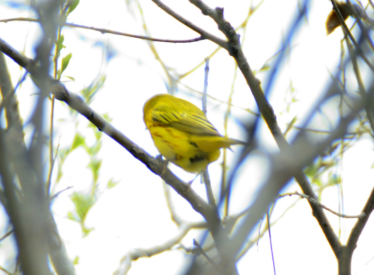 Yellow Warbler - ML31741791
