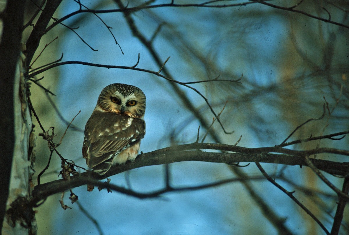 Northern Saw-whet Owl - André Desrochers