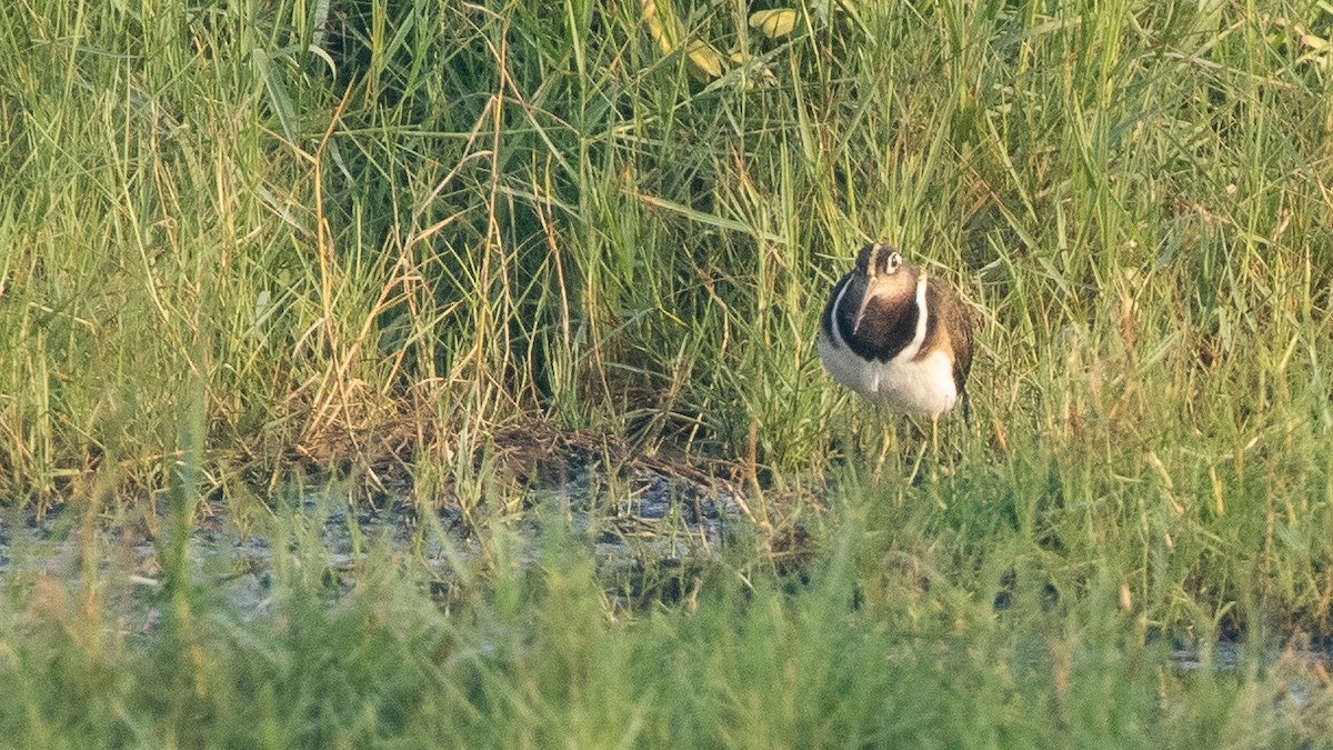 Greater Painted-Snipe - ML317423591