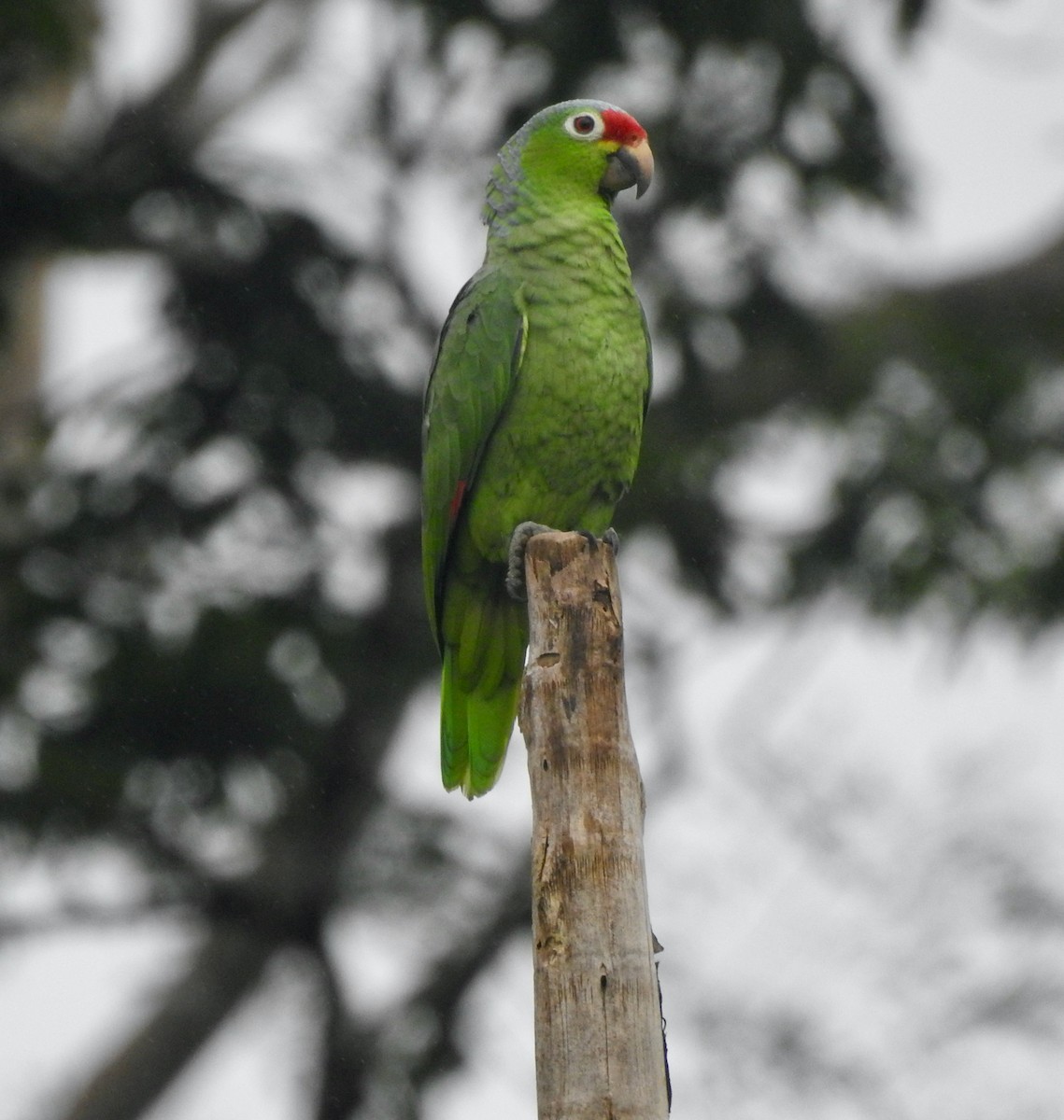Red-lored Parrot - Mateo Bohringer