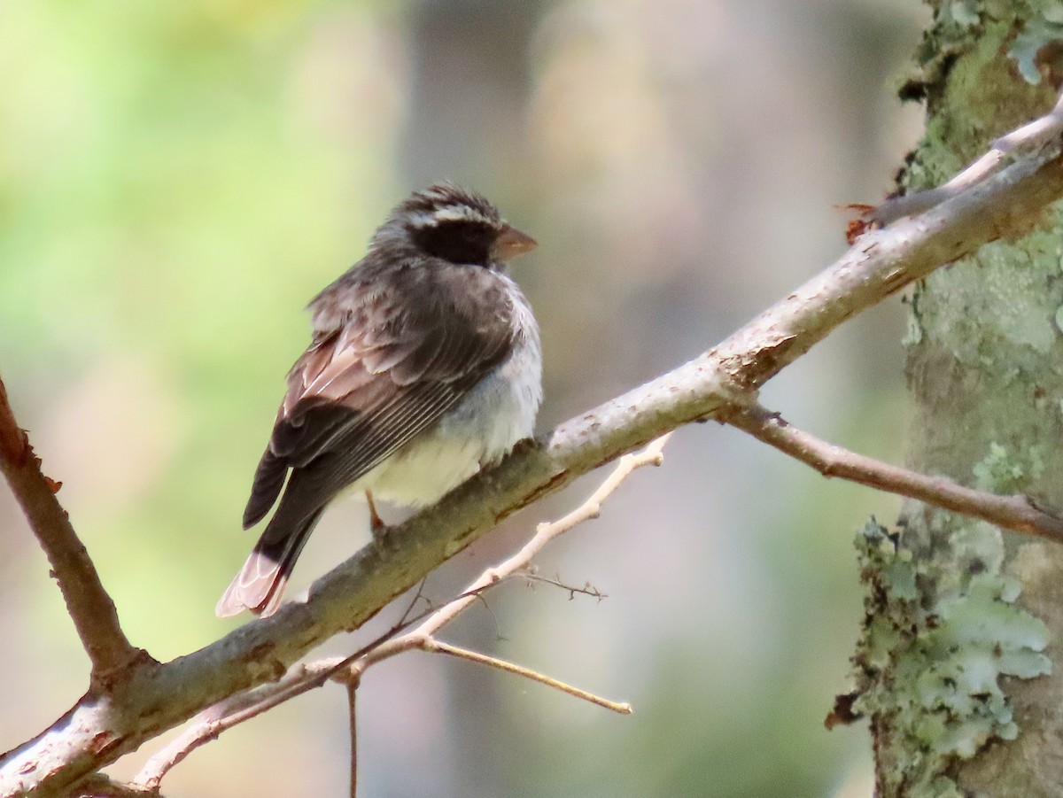 Black-eared Seedeater - Asher Dare