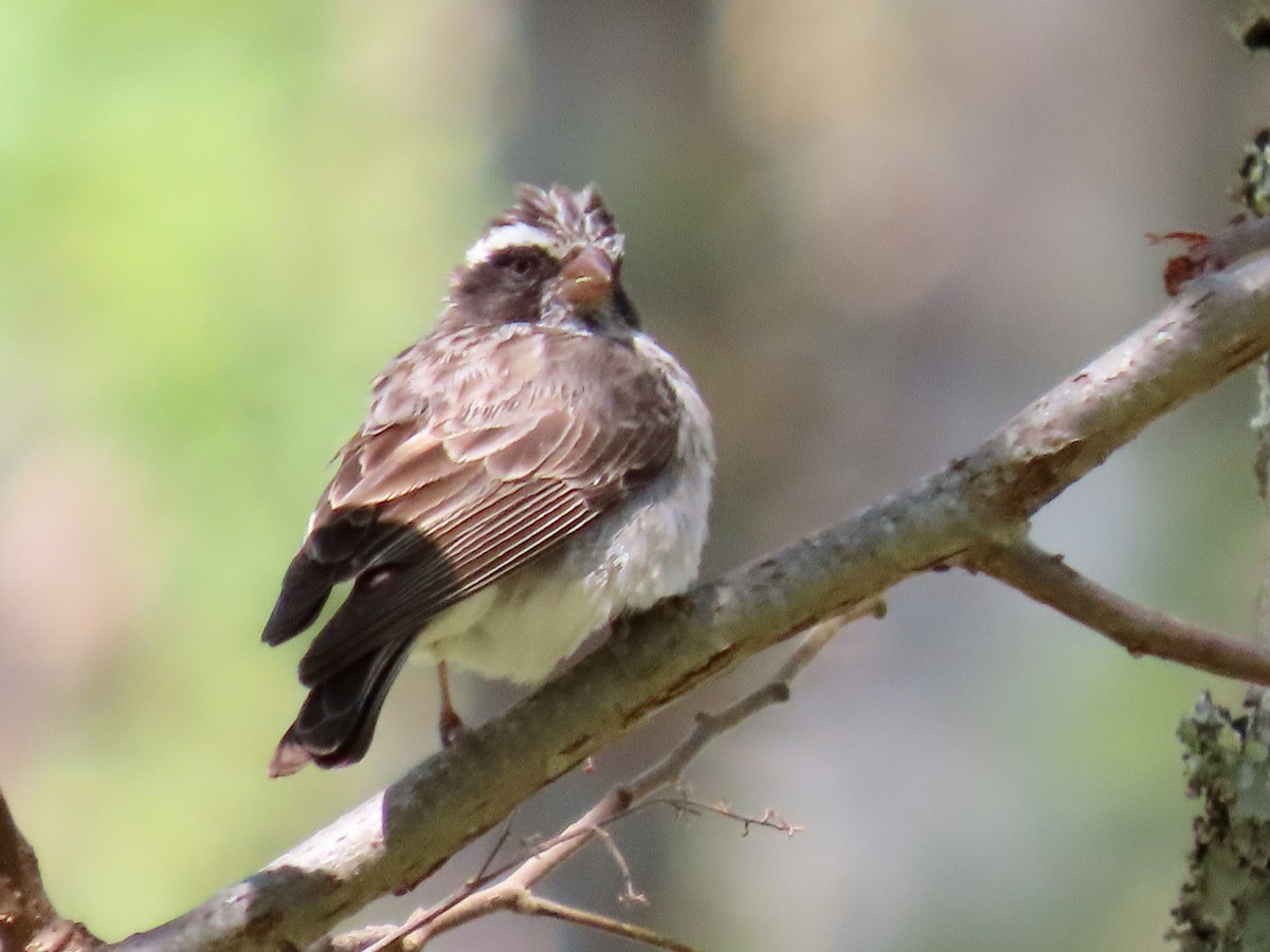 Black-eared Seedeater - Asher Dare