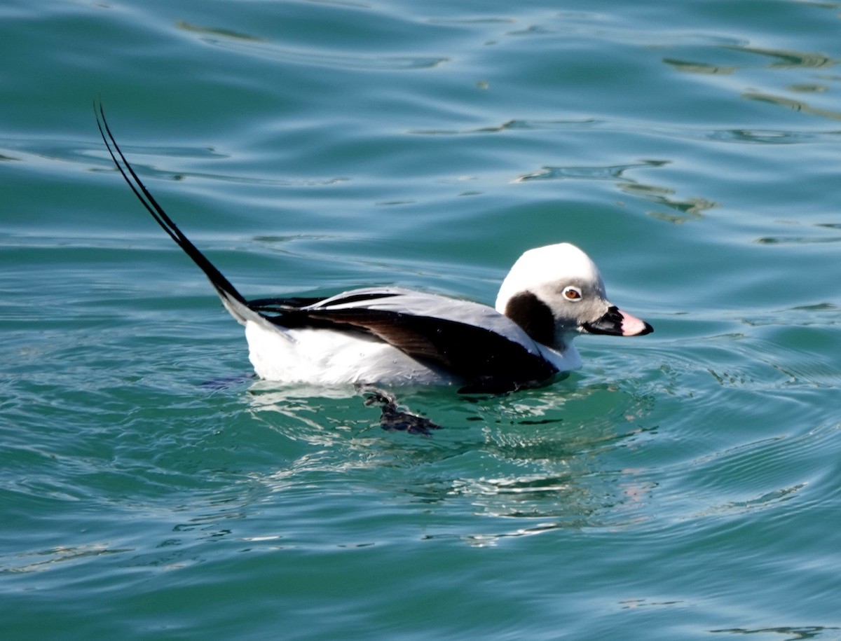 Long-tailed Duck - ML317436971