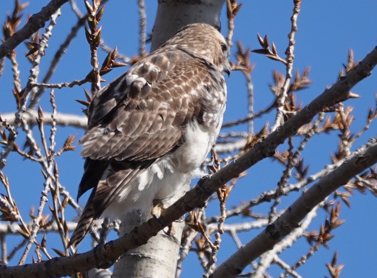 Red-tailed Hawk - ML317437071