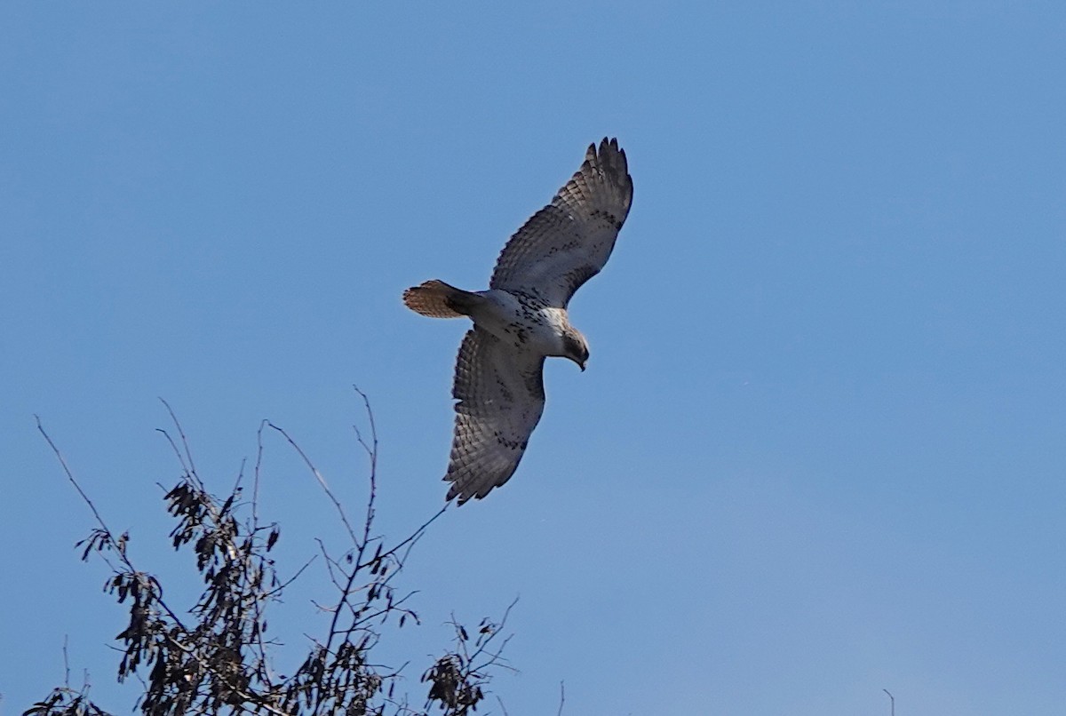 Red-tailed Hawk - Mary Kvasnic