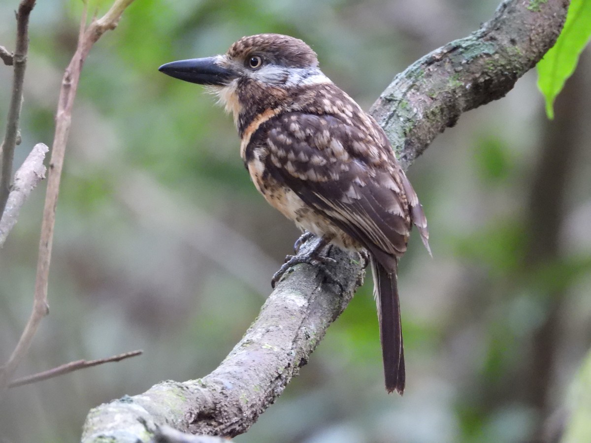 Two-banded Puffbird - Mateo Bohringer