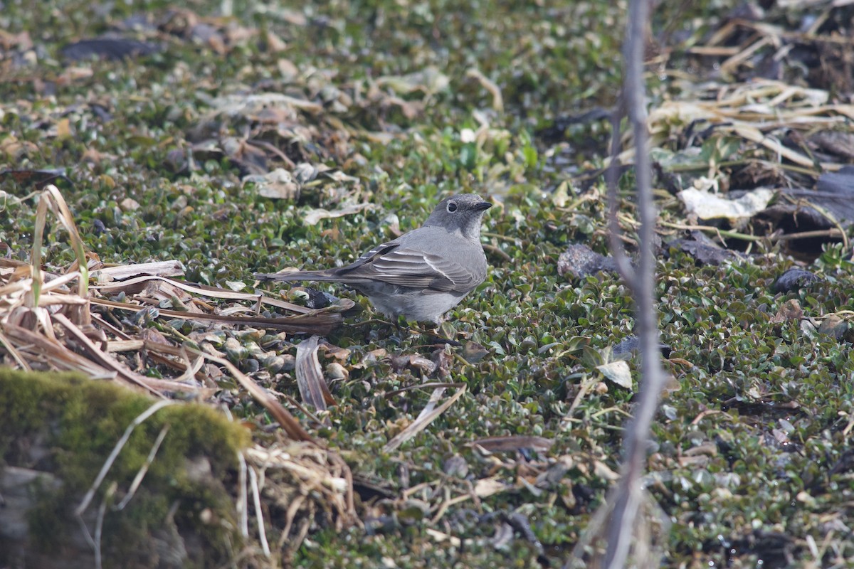 Townsend's Solitaire - ML317438891