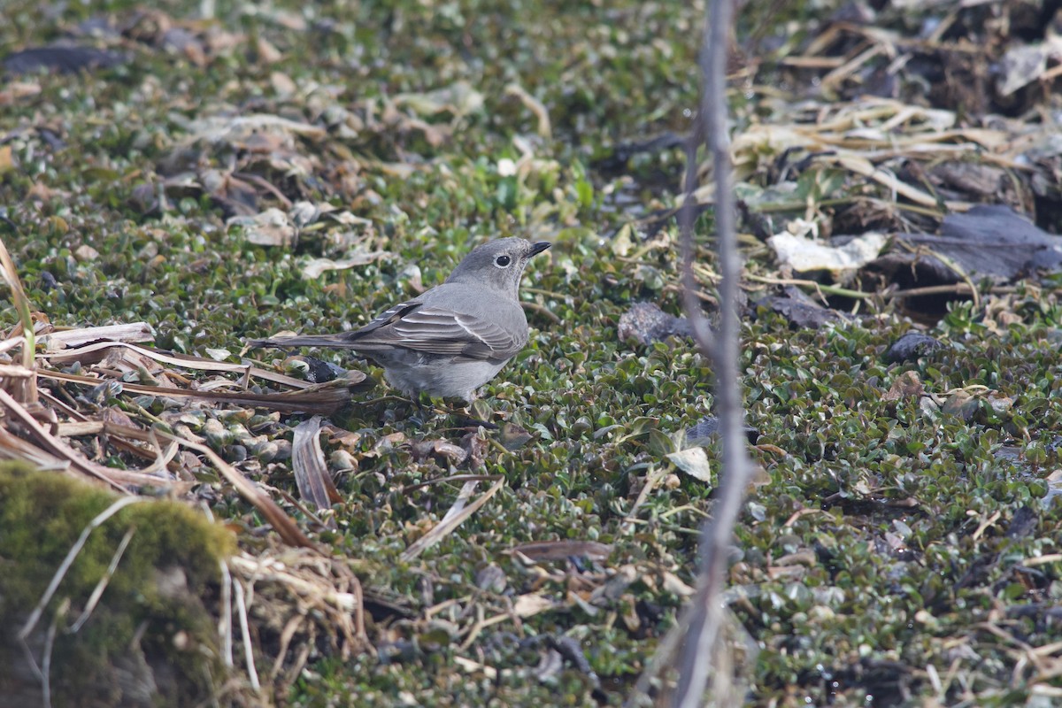 Townsend's Solitaire - ML317438911