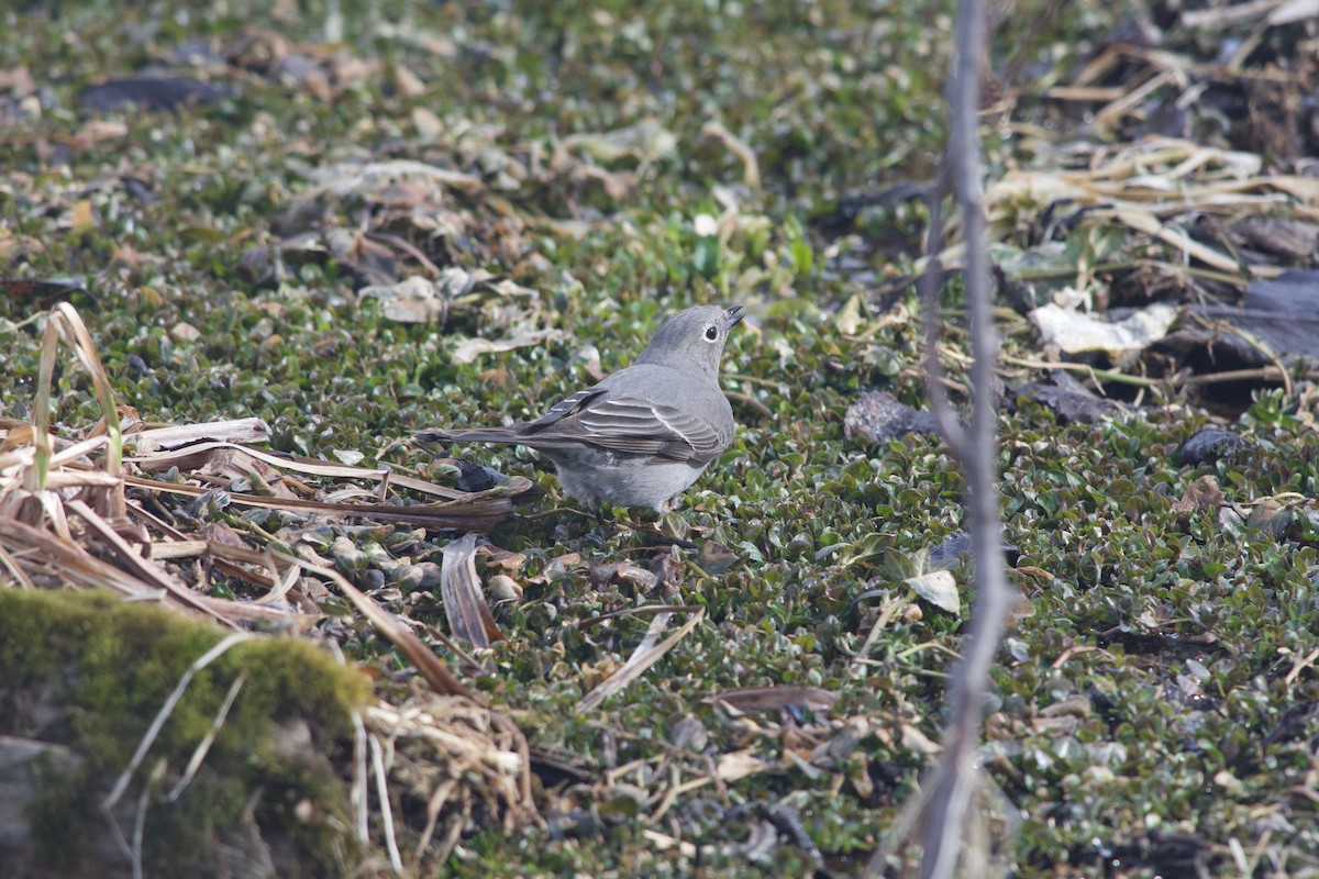 Townsend's Solitaire - ML317438921