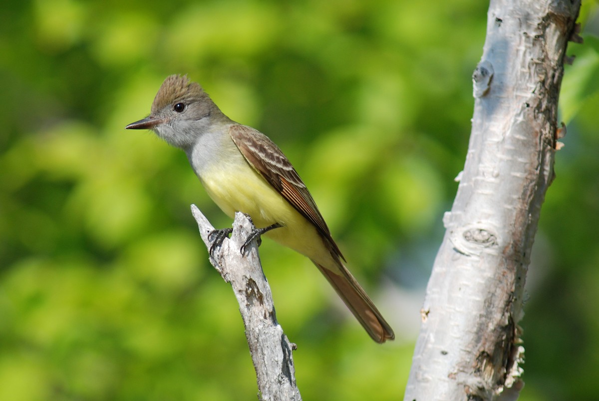 Great Crested Flycatcher - ML31744271