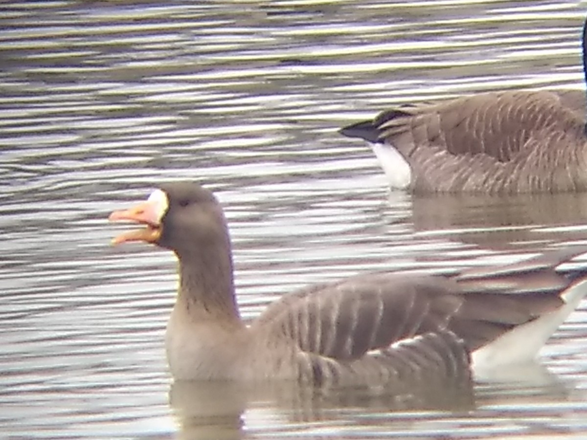 Greater White-fronted Goose - ML317444181