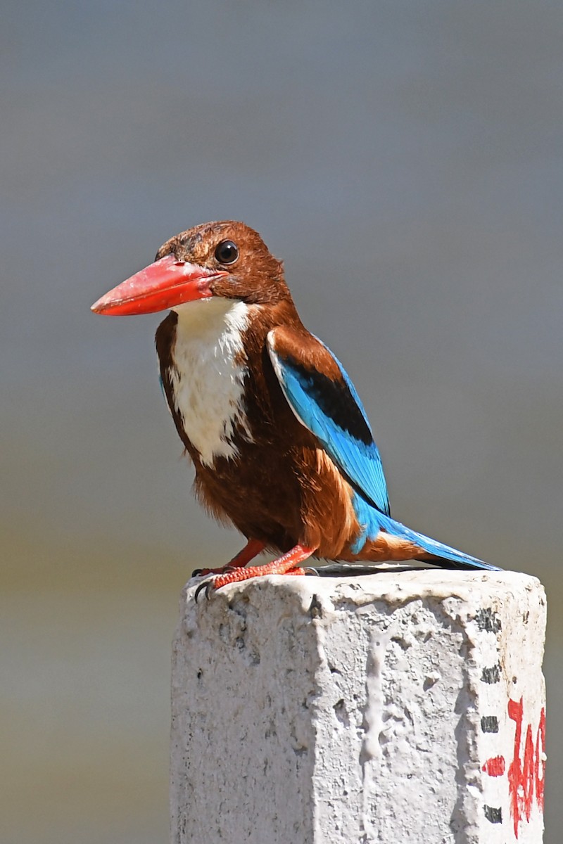 White-throated Kingfisher - Gagan Bedi