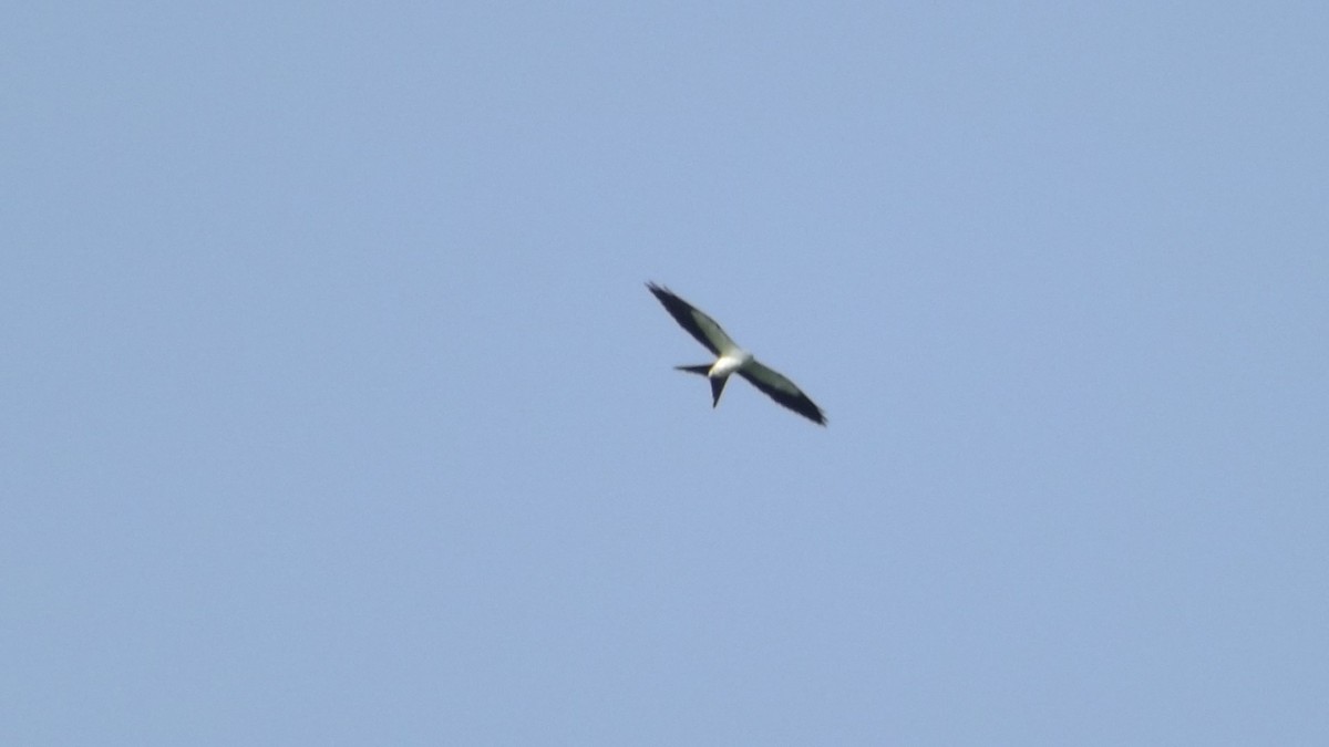 Swallow-tailed Kite - Nicola Salino