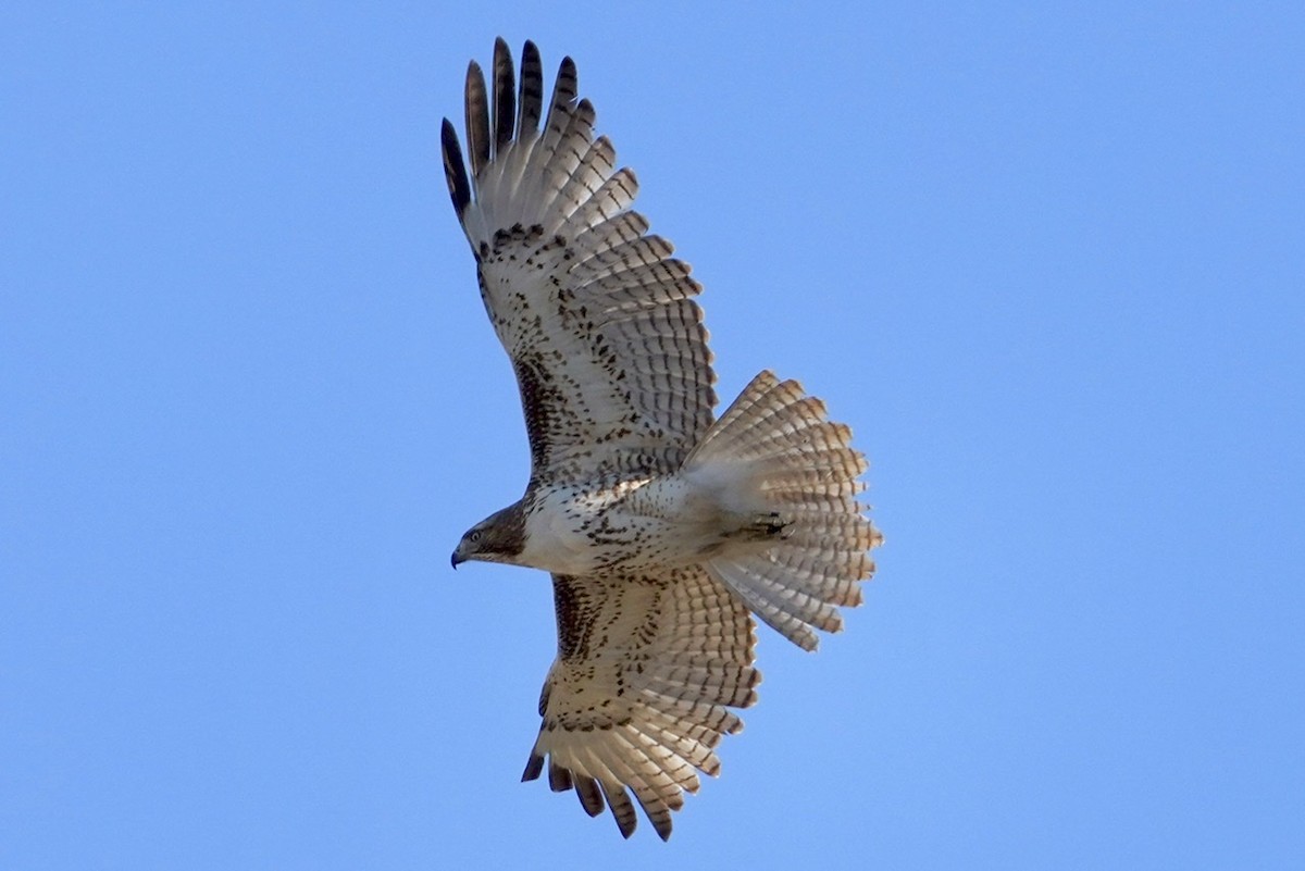 Red-tailed Hawk - Cliff Halverson