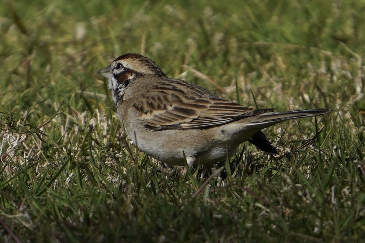 Lark Sparrow - Cliff Halverson