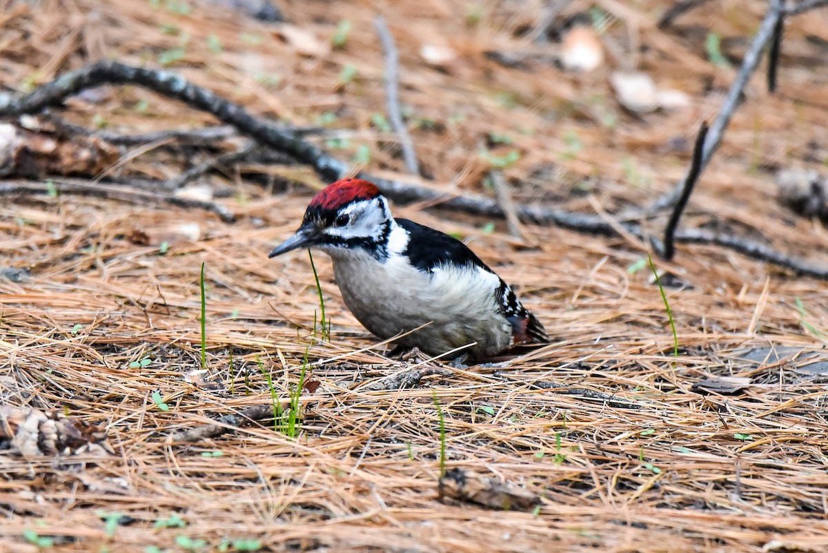 Himalayan Woodpecker - ML317451211