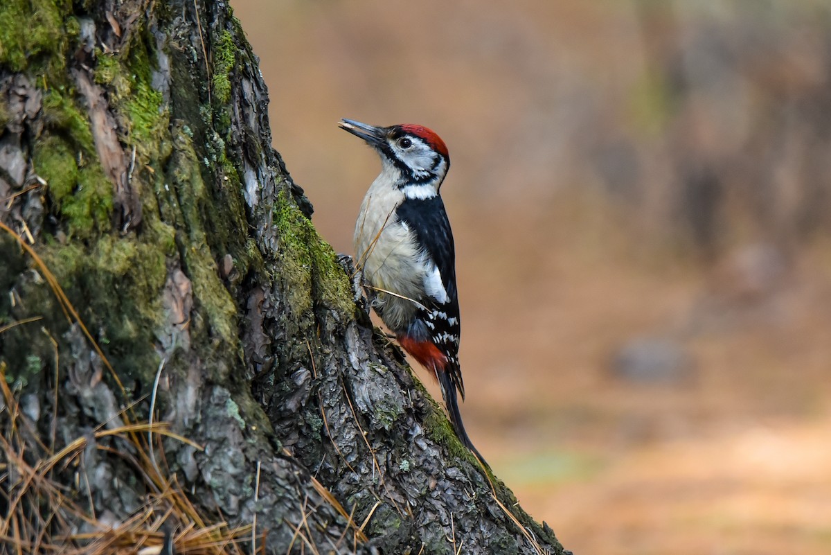 Himalayan Woodpecker - Ansar Ahmad Bhat