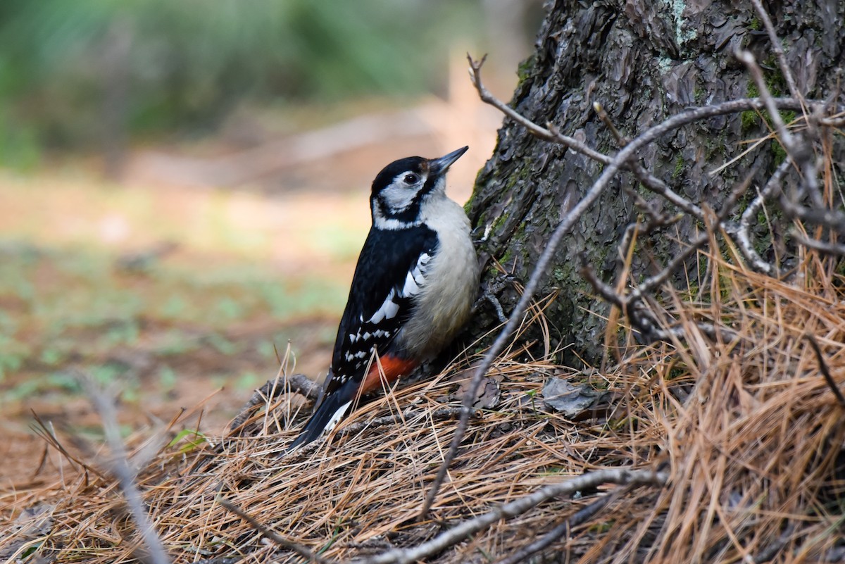 Himalayan Woodpecker - ML317451251