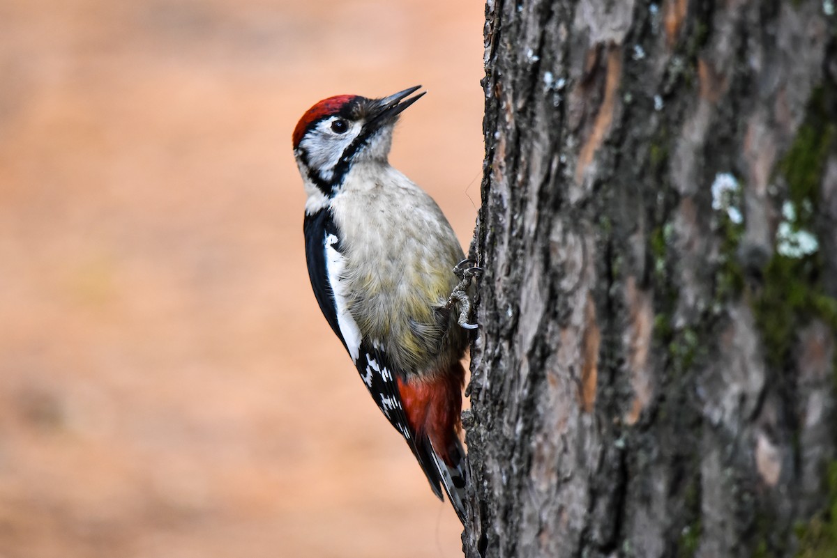 Himalayan Woodpecker - ML317451301