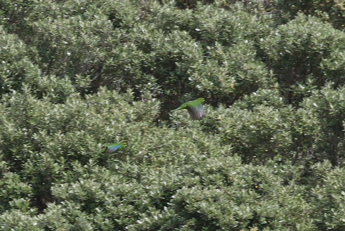 Chatham Islands Parakeet - ML317452111