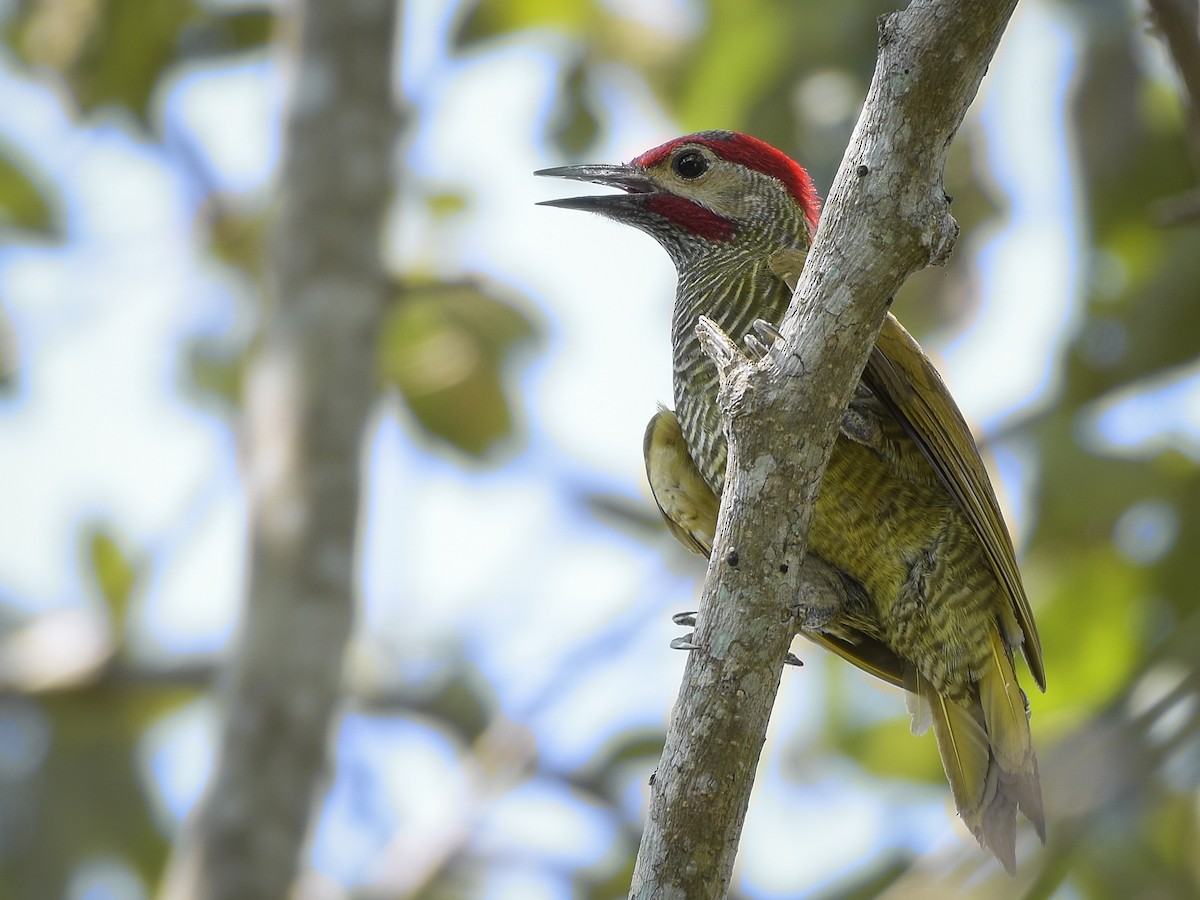 Golden-olive Woodpecker - ML317453181