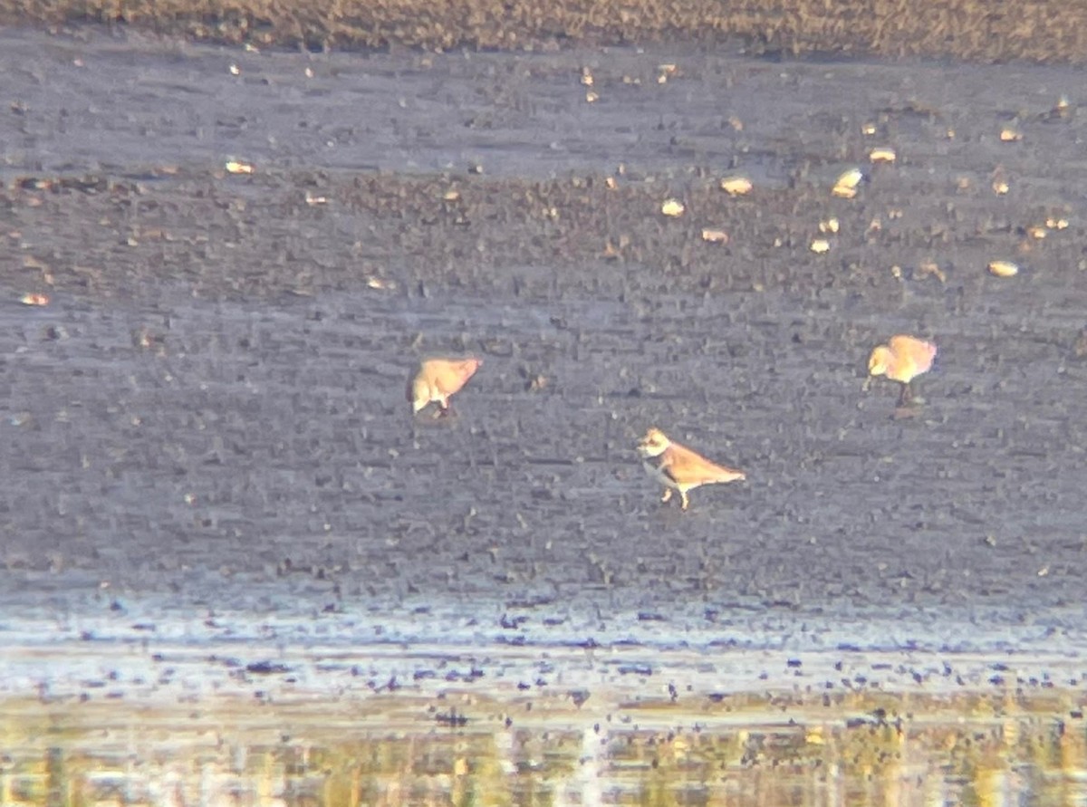 Semipalmated Plover - ML317455851
