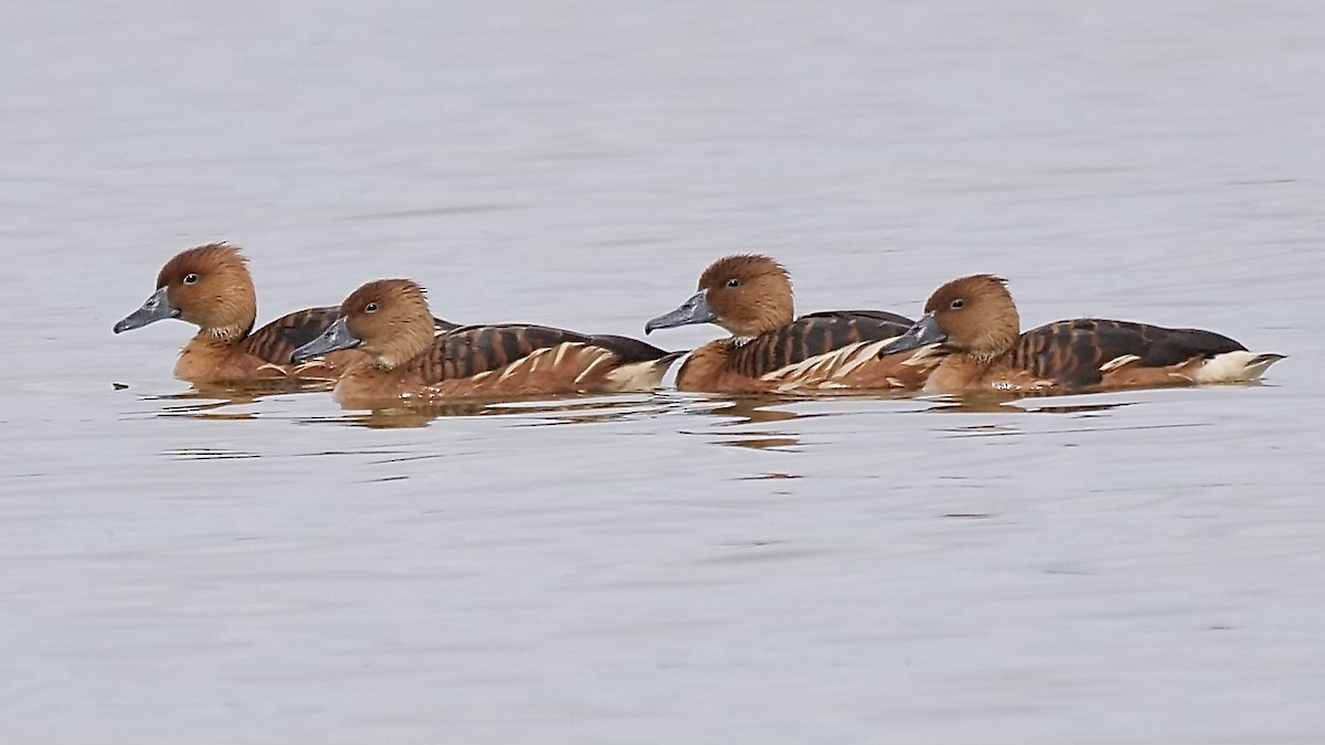 Fulvous Whistling-Duck - ML317472631