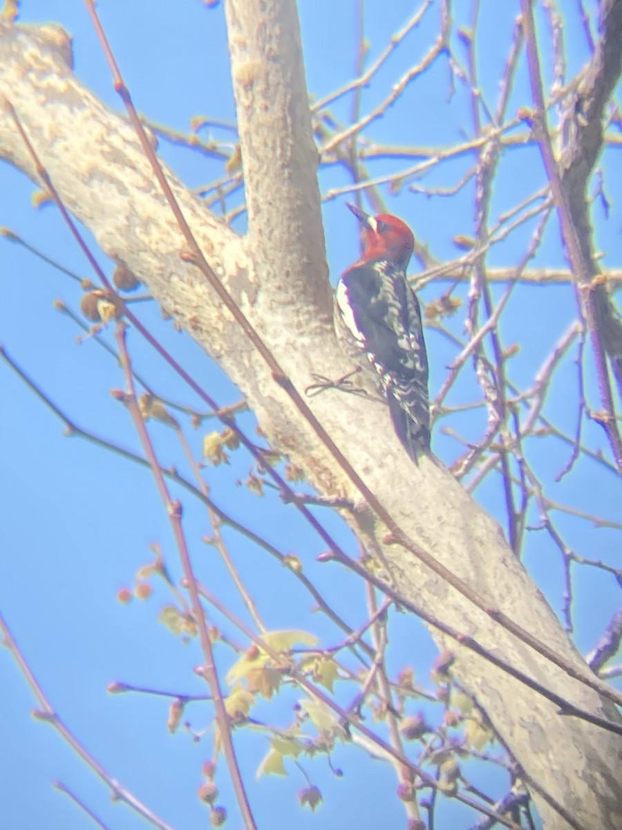 Red-breasted Sapsucker - ML317475201