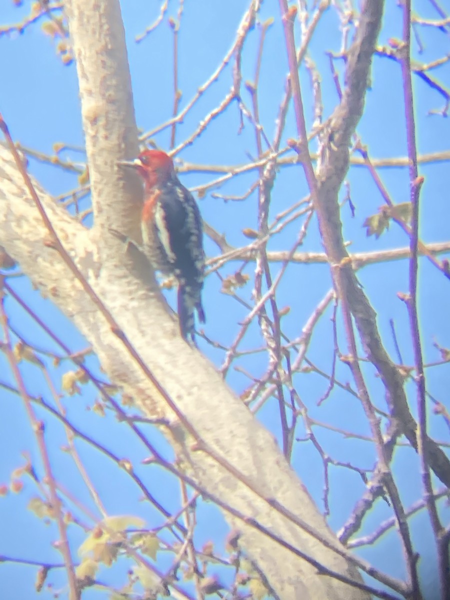 Red-breasted Sapsucker - ML317475221