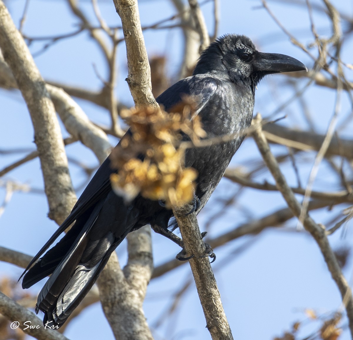 Large-billed Crow - Swetha Krishna