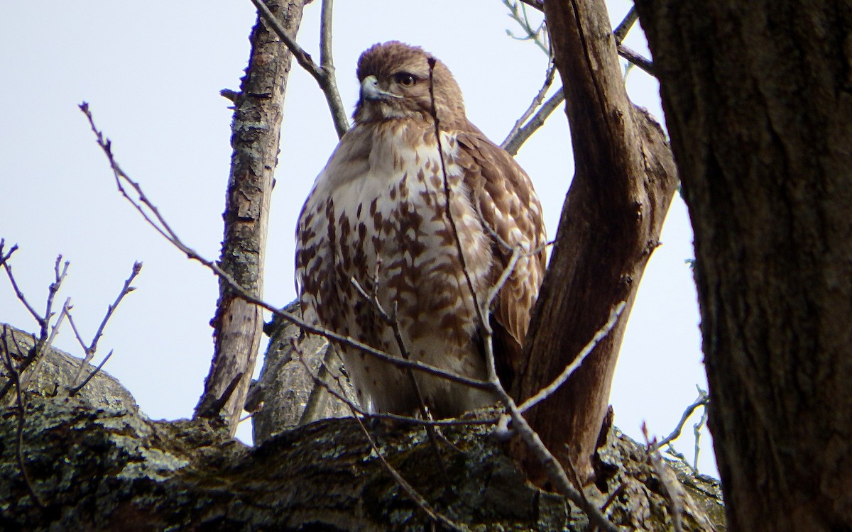 Red-tailed Hawk - ML317492481