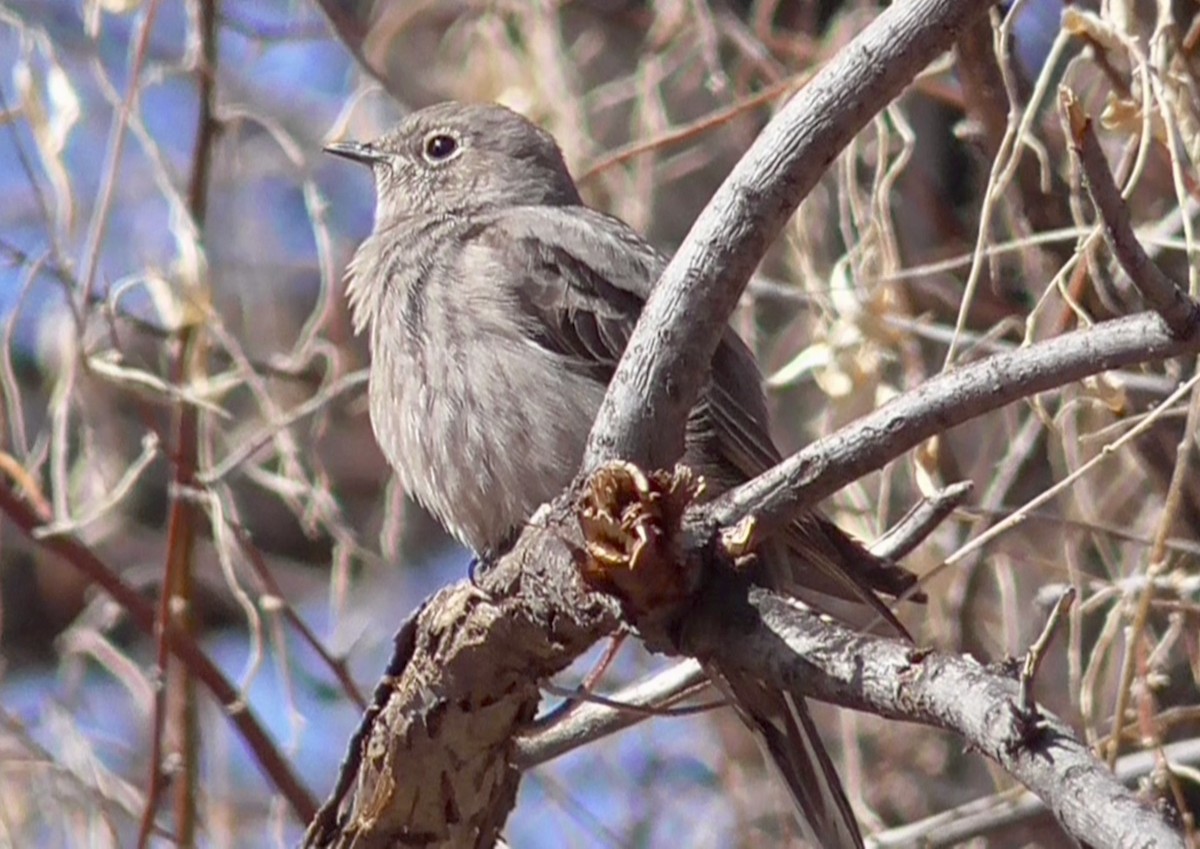 Townsend's Solitaire - ML317493271