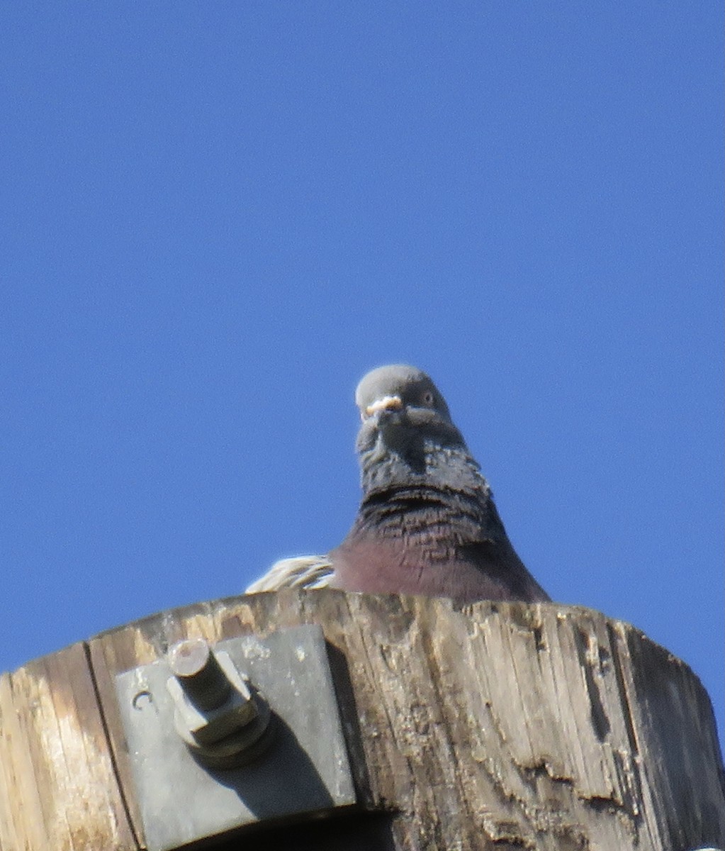 Rock Pigeon (Feral Pigeon) - ML317496081
