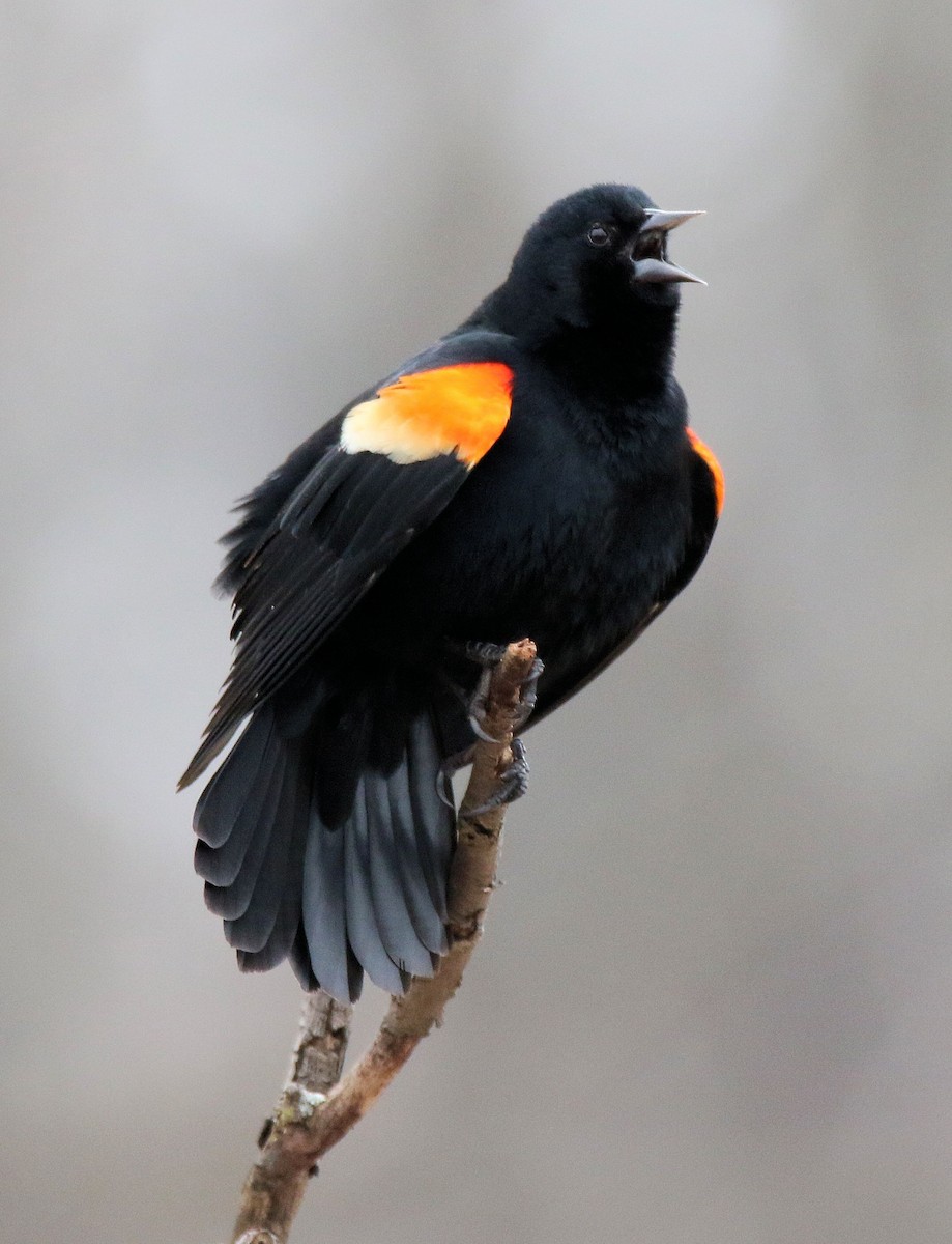 Red-winged Blackbird - Randall Everts