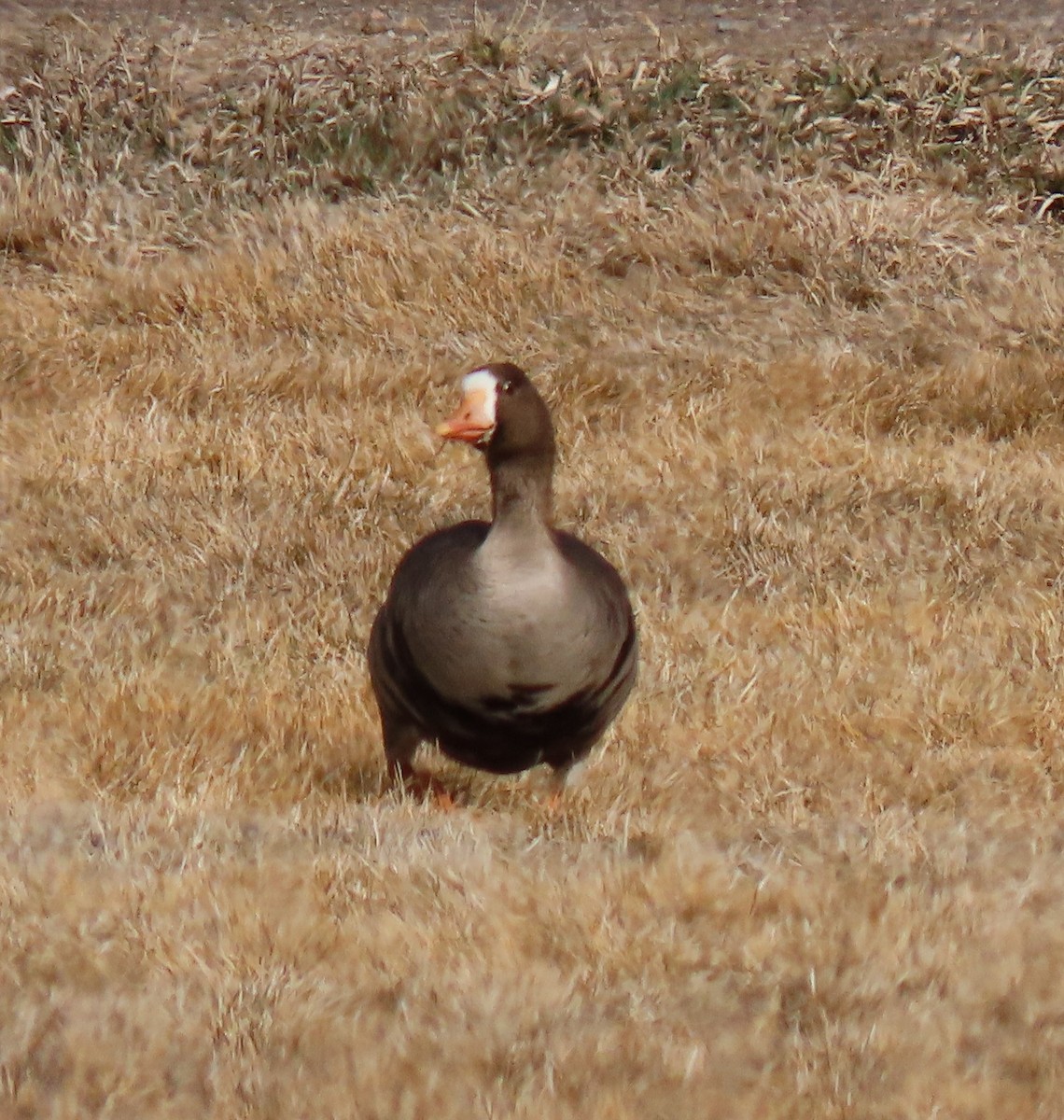 Greater White-fronted Goose - ML317500891