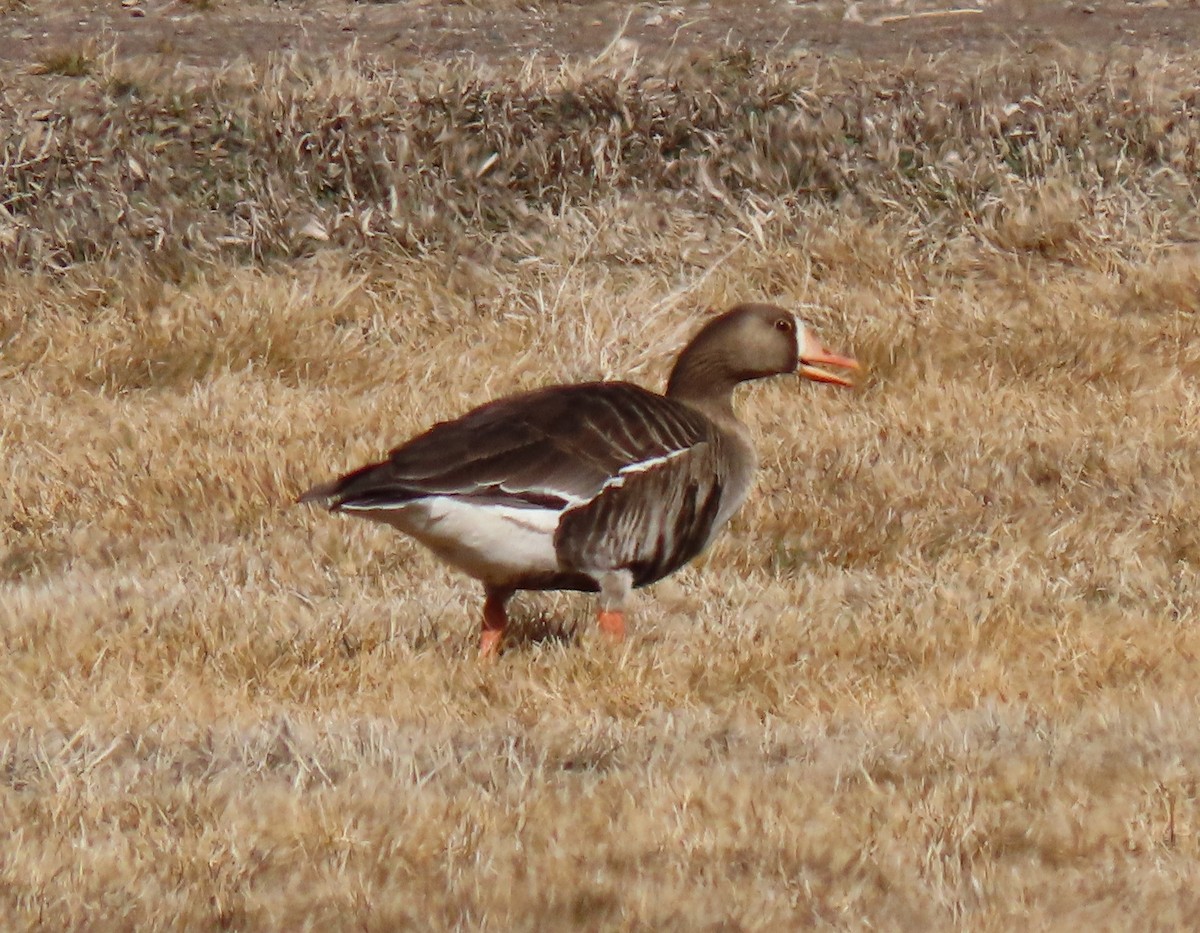 Greater White-fronted Goose - ML317500981