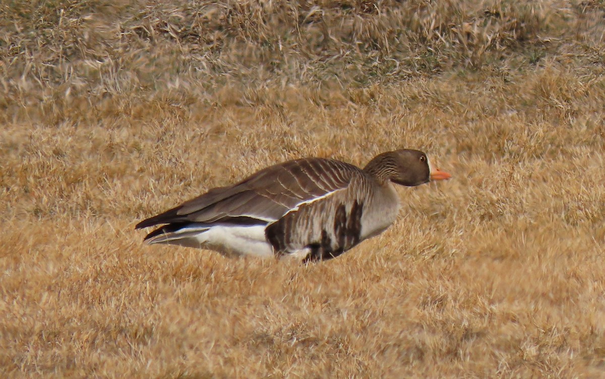 Greater White-fronted Goose - ML317501351
