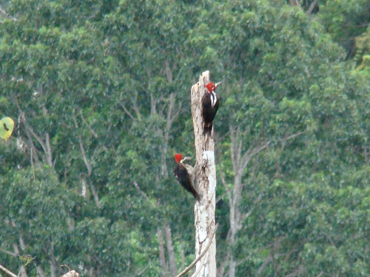 Crimson-crested Woodpecker - Jos Wanten