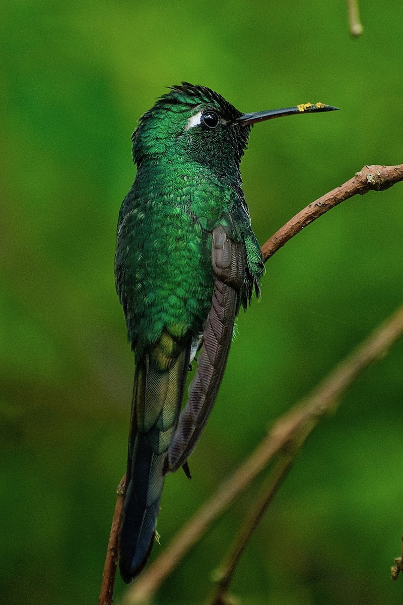 kolibřík kubánský - ML317502131