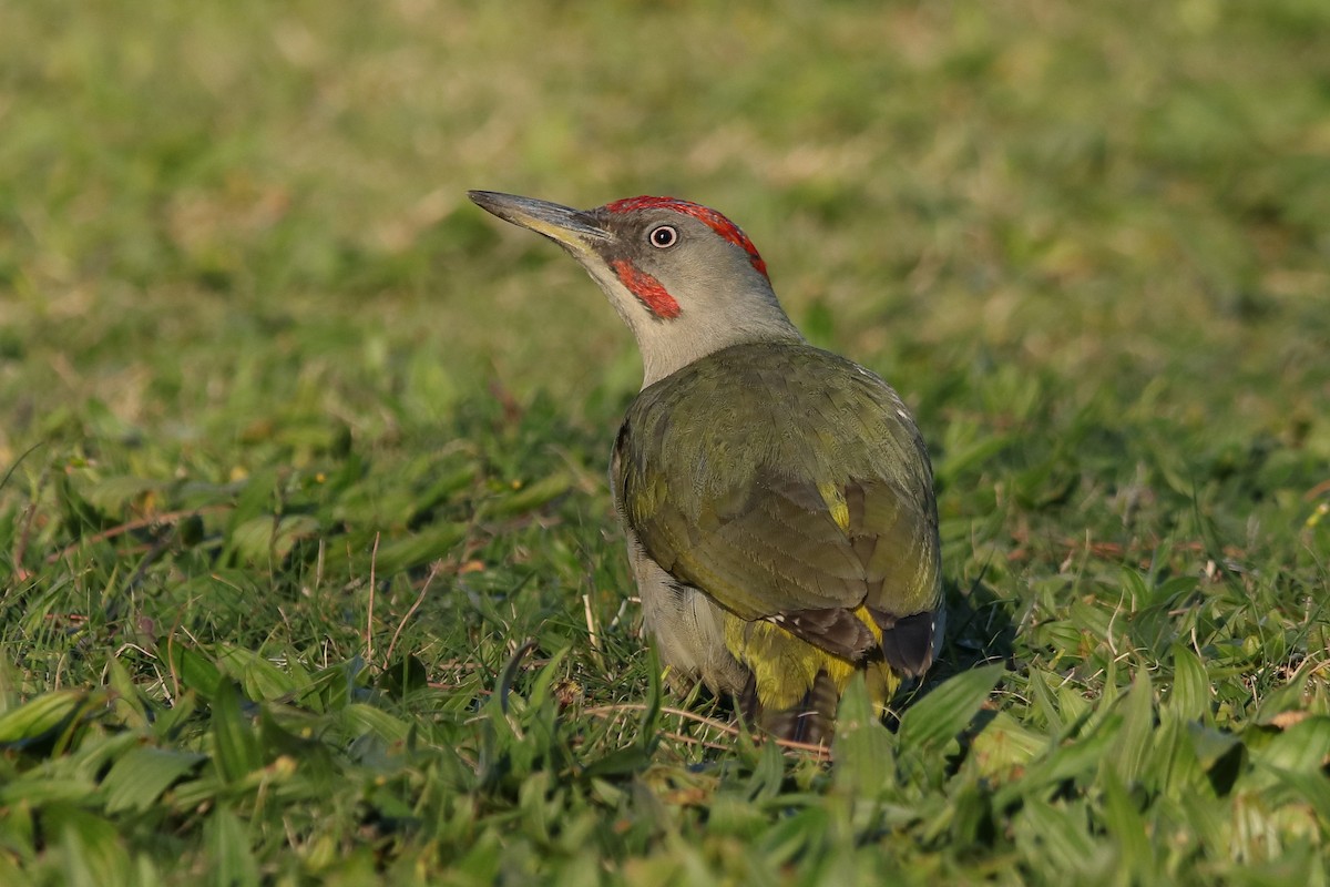 Iberian Green Woodpecker - ML317504821