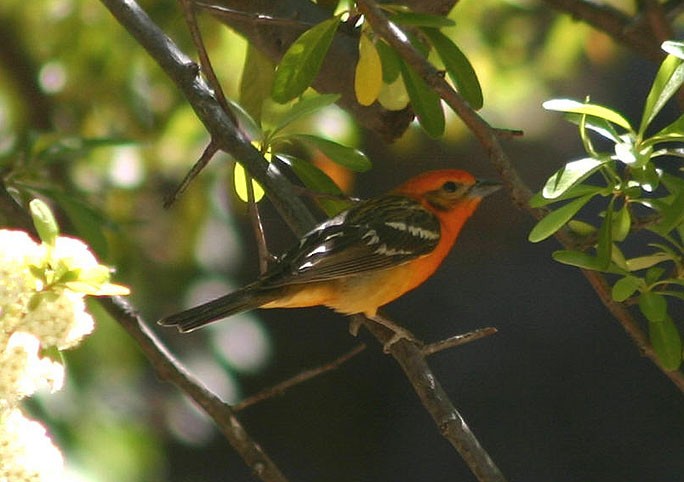Flame-colored Tanager - ML31750531